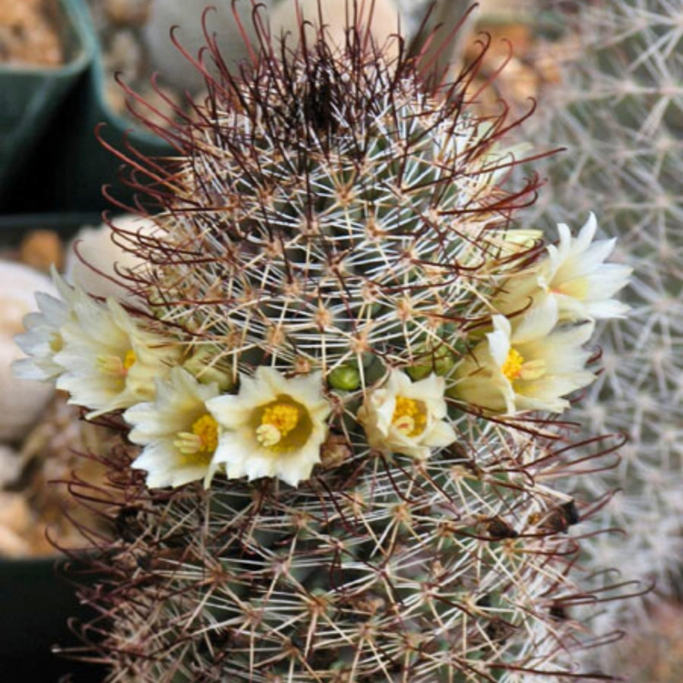 Nasiona-Kaktusa-Mammillaria-Armillata (3).jpg