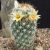 Nasiona-Kaktusa-Mammillaria-Armillata (2).jpg