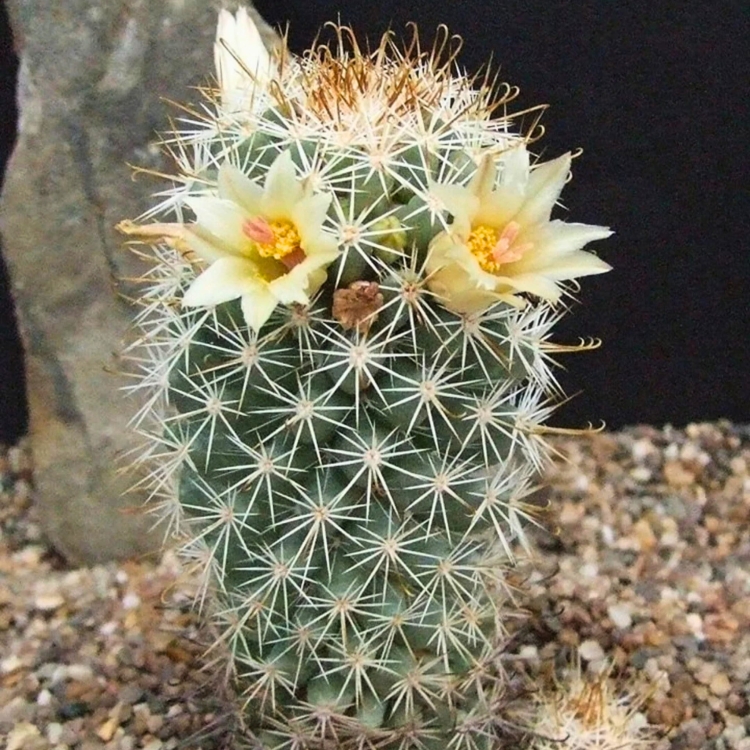 Nasiona-Kaktusa-Mammillaria-Armillata (2).jpg