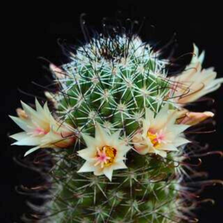 Nasiona-Kaktusa-Mammillaria-Armillata (1).jpg