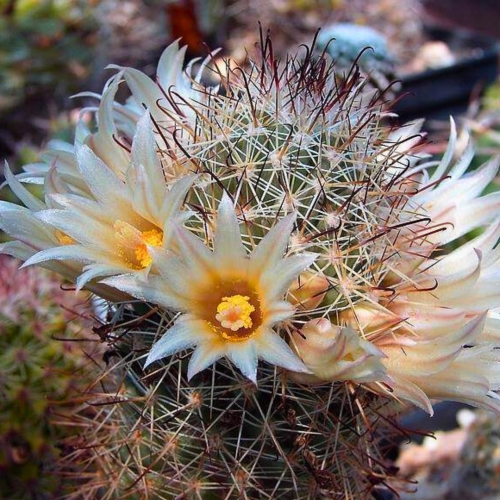 Nasiona-Kaktusa-Mammillaria-Armillata.jpg