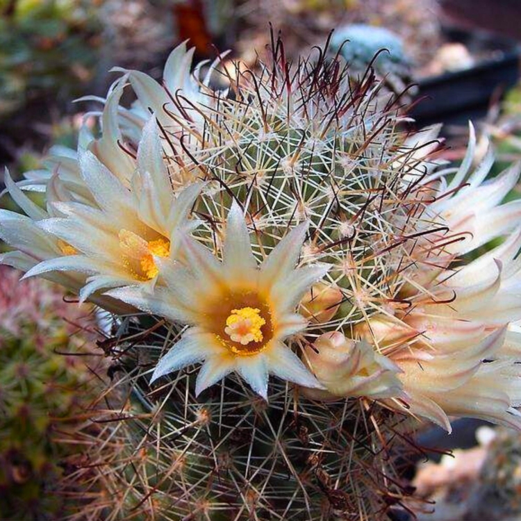 Nasiona-Kaktusa-Mammillaria-Armillata.jpg