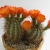 Nasiona-Echinocereusa-Wielokolczastego-Echinocereus-Polyacanthus (4).jpg