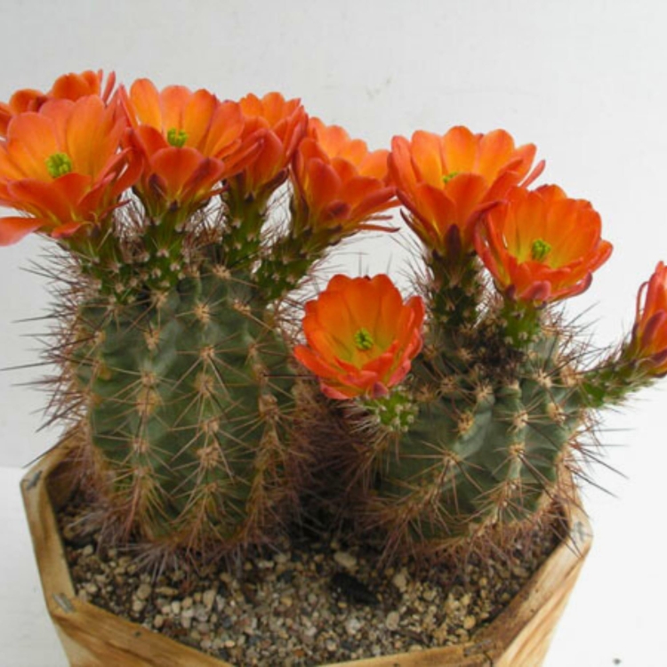 Nasiona-Echinocereusa-Wielokolczastego-Echinocereus-Polyacanthus (4).jpg