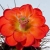 Nasiona-Echinocereusa-Wielokolczastego-Echinocereus-Polyacanthus (3).jpg