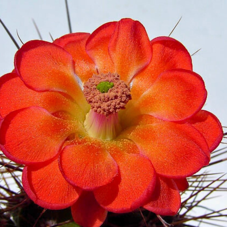 Nasiona-Echinocereusa-Wielokolczastego-Echinocereus-Polyacanthus (3).jpg