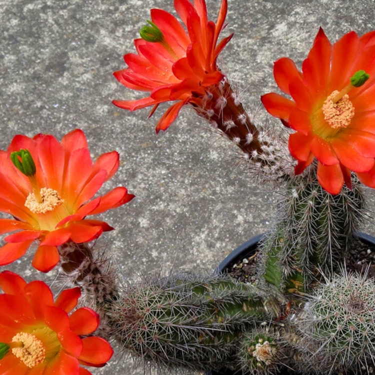 Nasiona-Echinocereusa-Wielokolczastego-Echinocereus-Polyacanthus (2).jpg