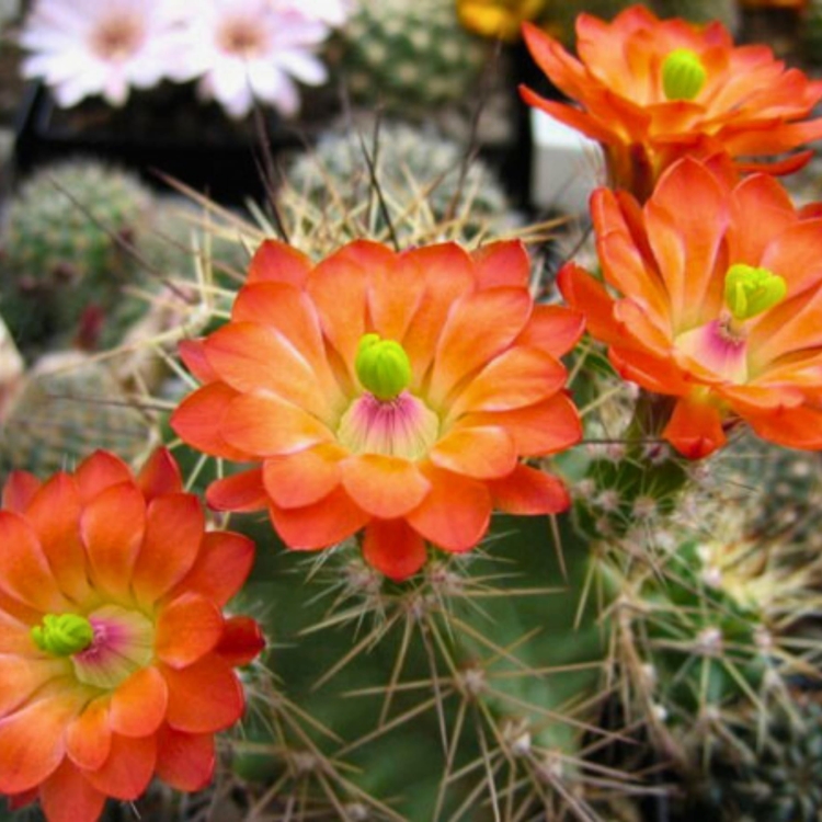 Nasiona-Echinocereusa-Wielokolczastego-Echinocereus-Polyacanthus (1).jpg