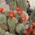 Nasiona-Echinocereusa-Wielokolczastego-Echinocereus-Polyacanthus.jpg