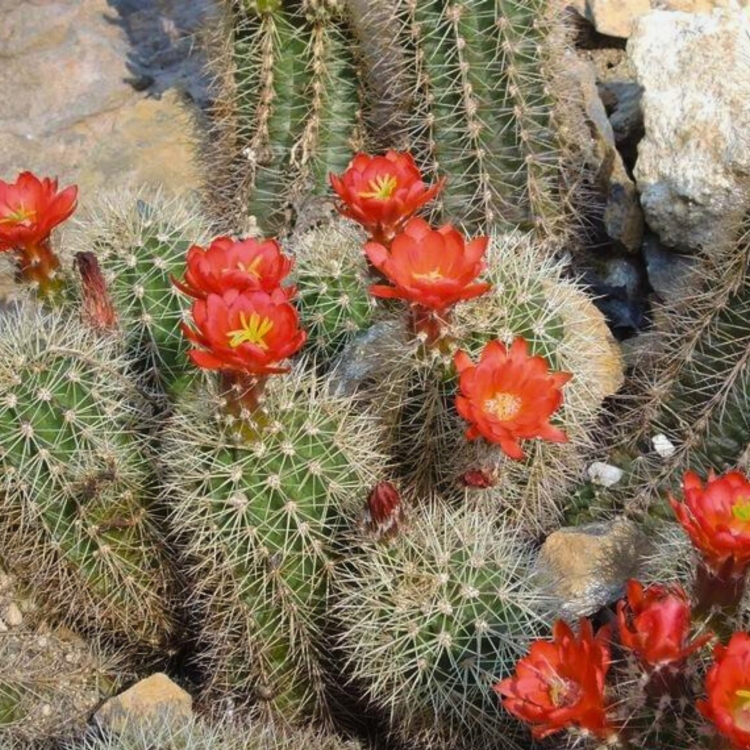 Nasiona-Echinocereusa-Wielokolczastego-Echinocereus-Polyacanthus.jpg