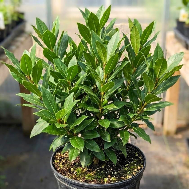 Liść laurowy - Laurus nobilis
