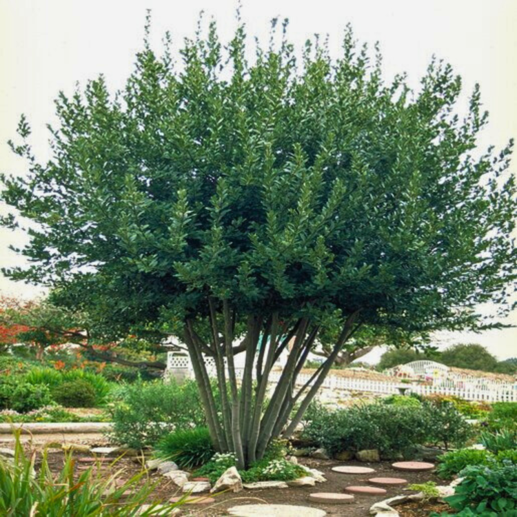 Liść laurowy - Laurus nobilis