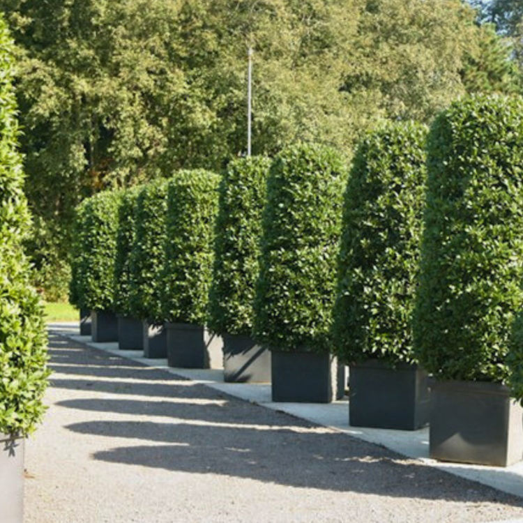 Liść laurowy - Laurus nobilis