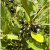 Liść laurowy - Laurus nobilis