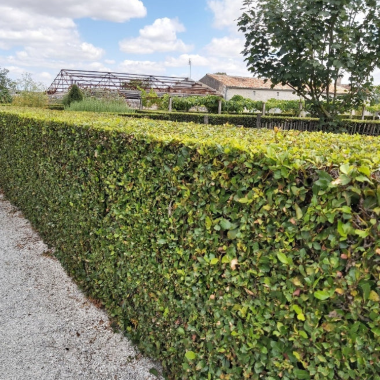 Liść laurowy - Laurus nobilis