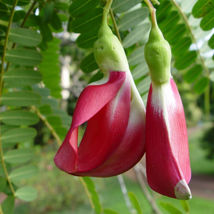 Nasiona Turi Wielkokwiatowej – Sesbania Grandiflora