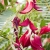 Nasiona Turi Wielkokwiatowej – Sesbania Grandiflora