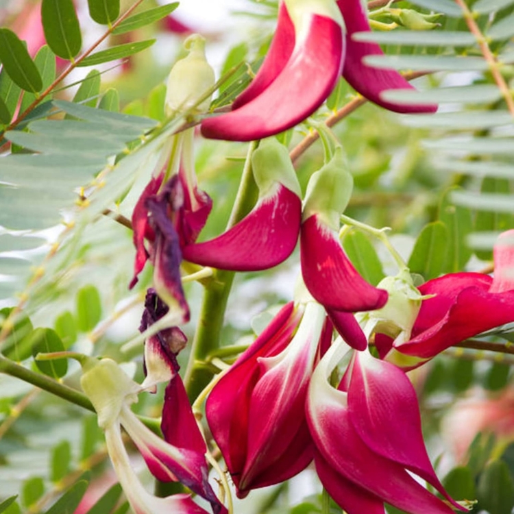 Nasiona Turi Wielkokwiatowej – Sesbania Grandiflora