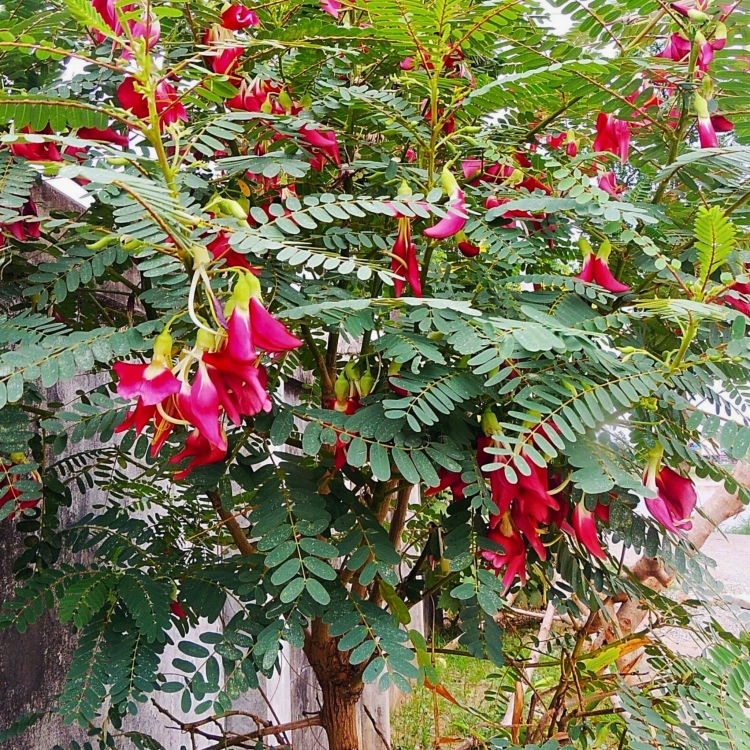 Nasiona Turi Wielkokwiatowej – Sesbania Grandiflora
