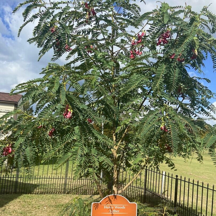 Nasiona Turi Wielkokwiatowej – Sesbania Grandiflora