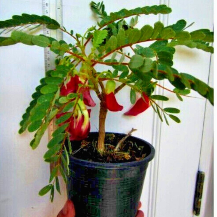 Nasiona Turi Wielkokwiatowej – Sesbania Grandiflora