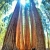 Nasiona Mamutowca Olbrzymiego - Sequoiadendron Giganteum