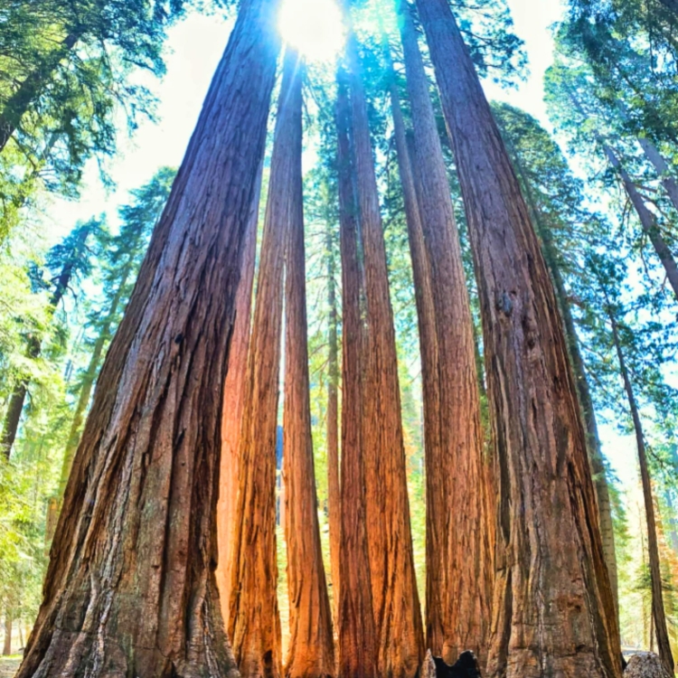 Nasiona Mamutowca Olbrzymiego - Sequoiadendron Giganteum