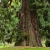 Nasiona Mamutowca Olbrzymiego - Sequoiadendron Giganteum