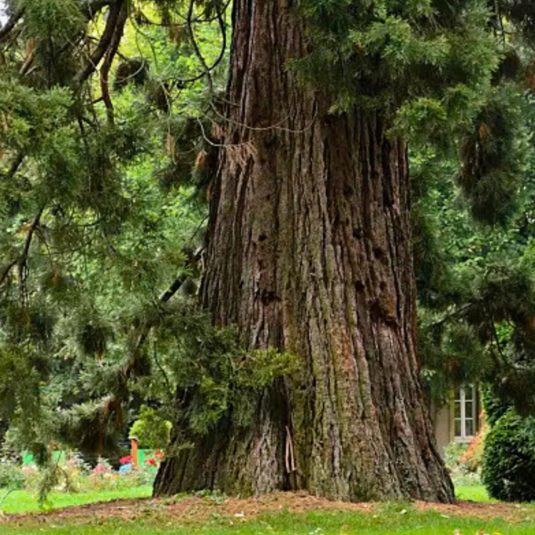 Nasiona Mamutowca Olbrzymiego - Sequoiadendron Giganteum