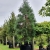 Nasiona Mamutowca Olbrzymiego - Sequoiadendron Giganteum