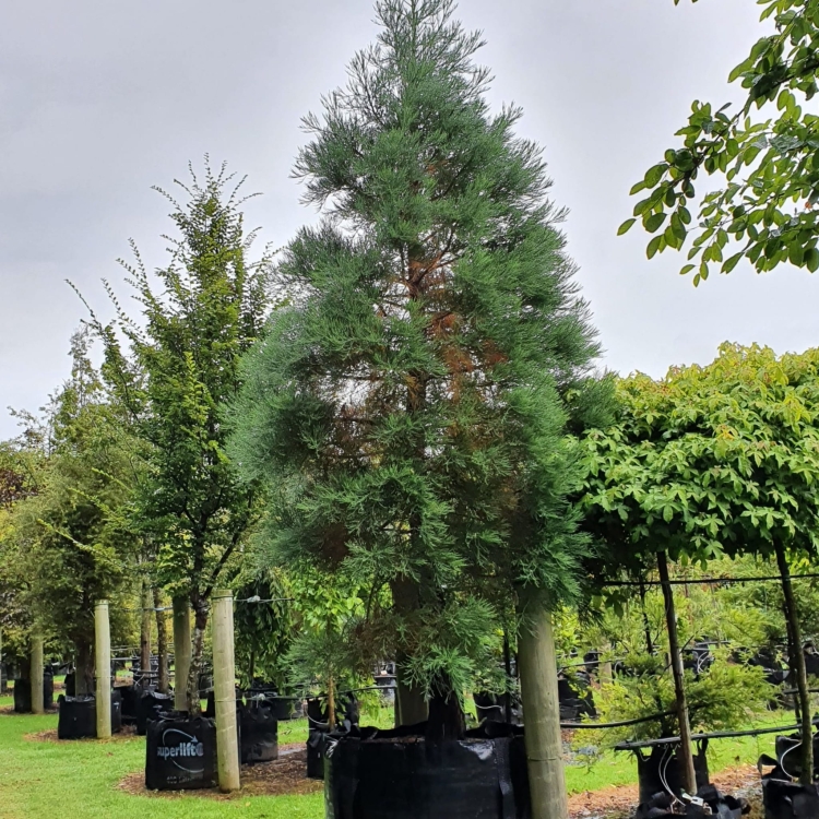 Nasiona Mamutowca Olbrzymiego - Sequoiadendron Giganteum