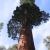 Nasiona Mamutowca Olbrzymiego - Sequoiadendron Giganteum