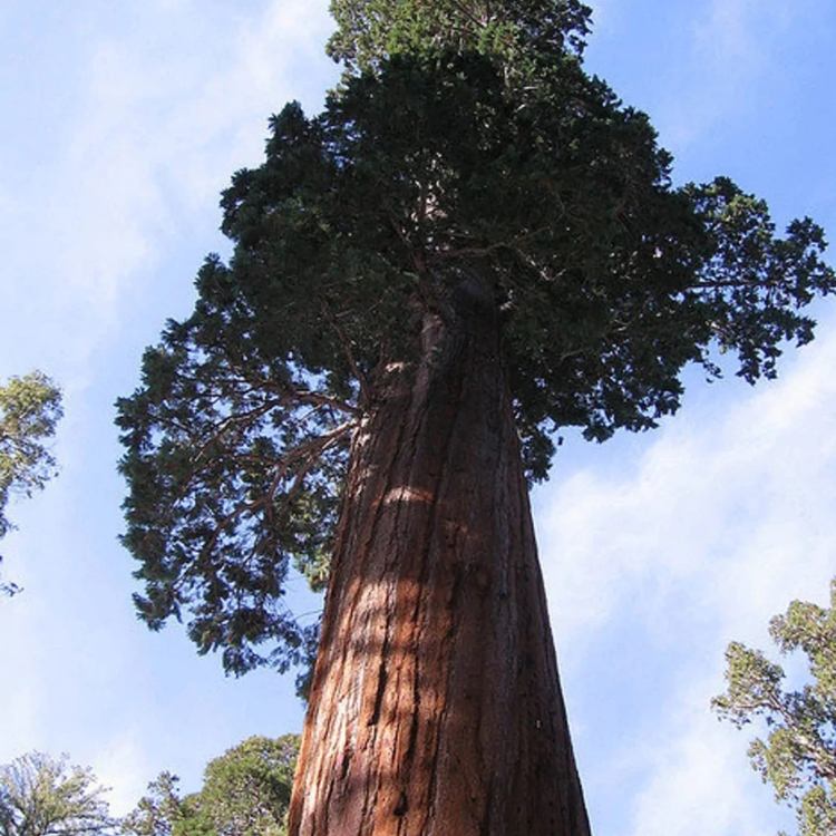 Nasiona Mamutowca Olbrzymiego - Sequoiadendron Giganteum