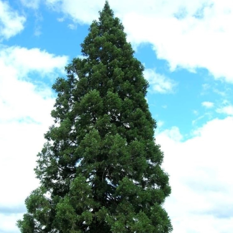 Nasiona Mamutowca Olbrzymiego - Sequoiadendron Giganteum