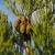 Nasiona Mamutowca Olbrzymiego - Sequoiadendron Giganteum