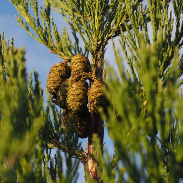 Nasiona Mamutowca Olbrzymiego - Sequoiadendron Giganteum
