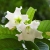 Nasiona Trąbki Wielkanocnej - Beaumontia Grandiflora.jpg