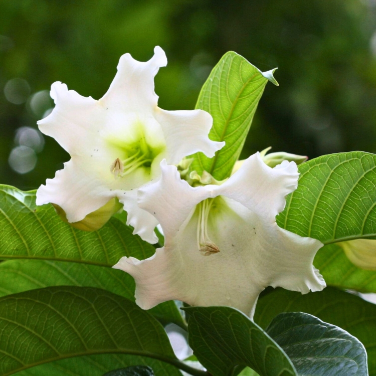 Nasiona Trąbki Wielkanocnej - Beaumontia Grandiflora.jpg