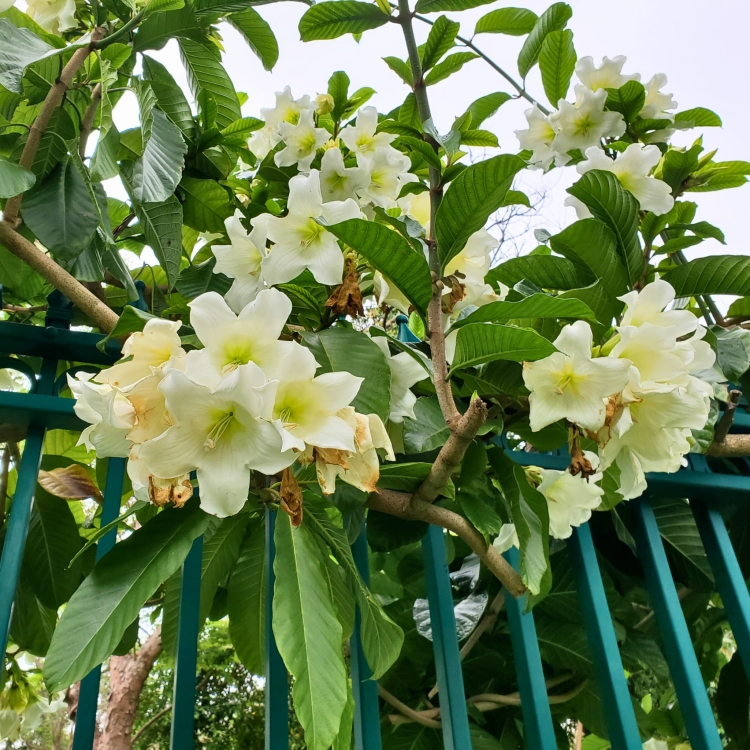 Nasiona Trąbki Wielkanocnej - Beaumontia Grandiflora.jpg