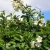 Nasiona Trąbki Wielkanocnej - Beaumontia Grandiflora.jpg