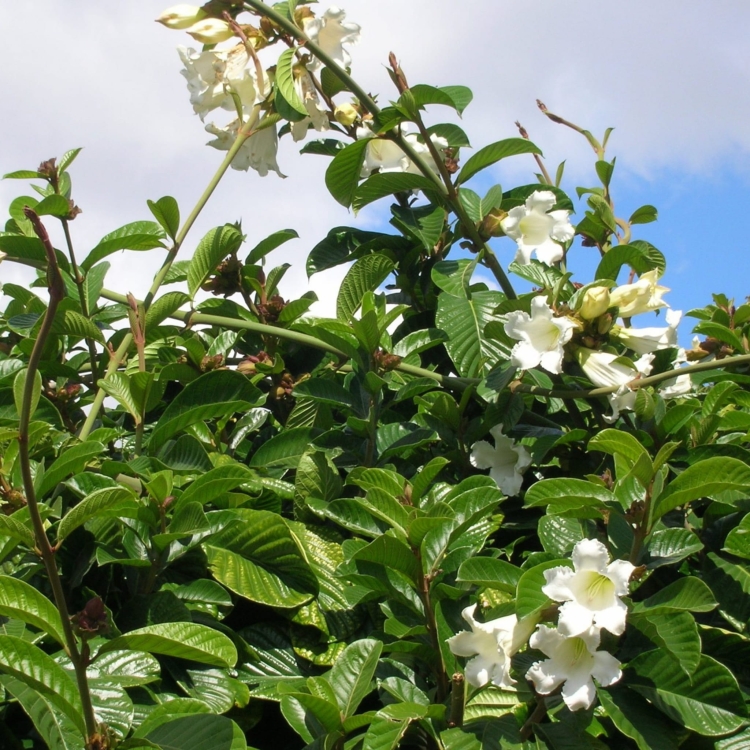 Nasiona Trąbki Wielkanocnej - Beaumontia Grandiflora.jpg