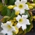 Nasiona Trąbki Wielkanocnej - Beaumontia Grandiflora.jpg