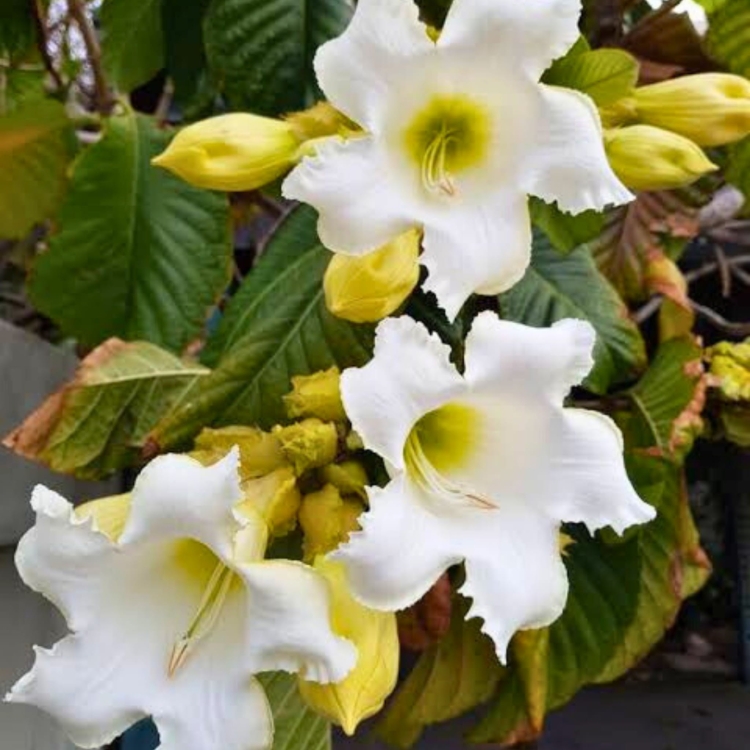 Nasiona Trąbki Wielkanocnej - Beaumontia Grandiflora.jpg