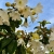 Nasiona Trąbki Wielkanocnej - Beaumontia Grandiflora.jpg