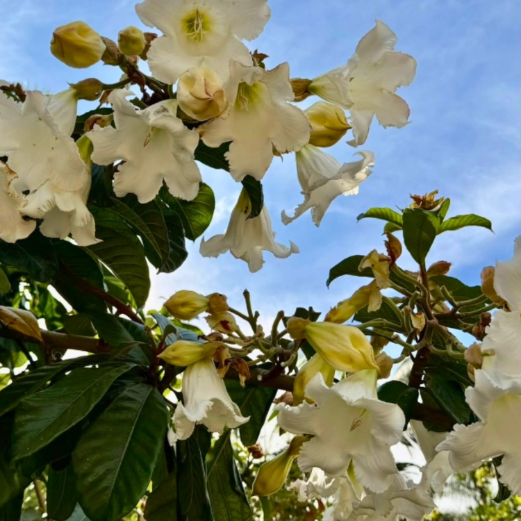 Nasiona Trąbki Wielkanocnej - Beaumontia Grandiflora.jpg