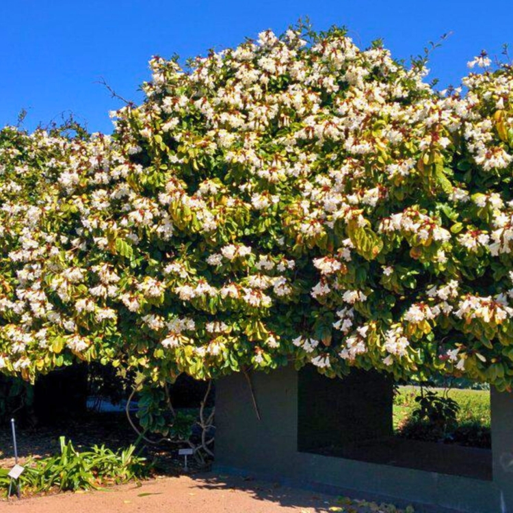Nasiona Trąbki Wielkanocnej - Beaumontia Grandiflora.jpg