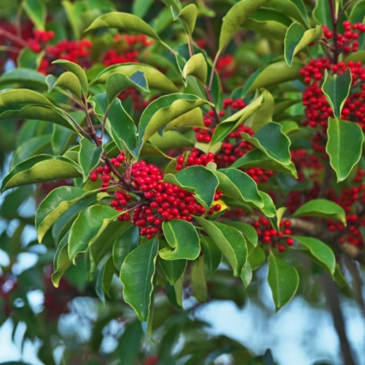 Nasiona-Yerba-Mate-ilex-Paraguariensis.jpg
