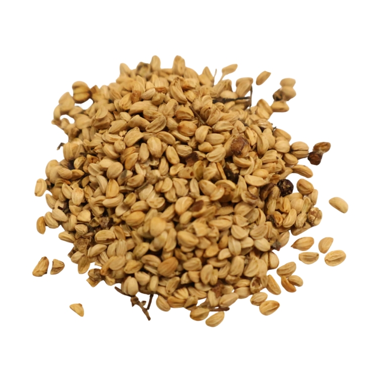 Nasiona-Yerba-Mate-ilex-Paraguariensis.jpg