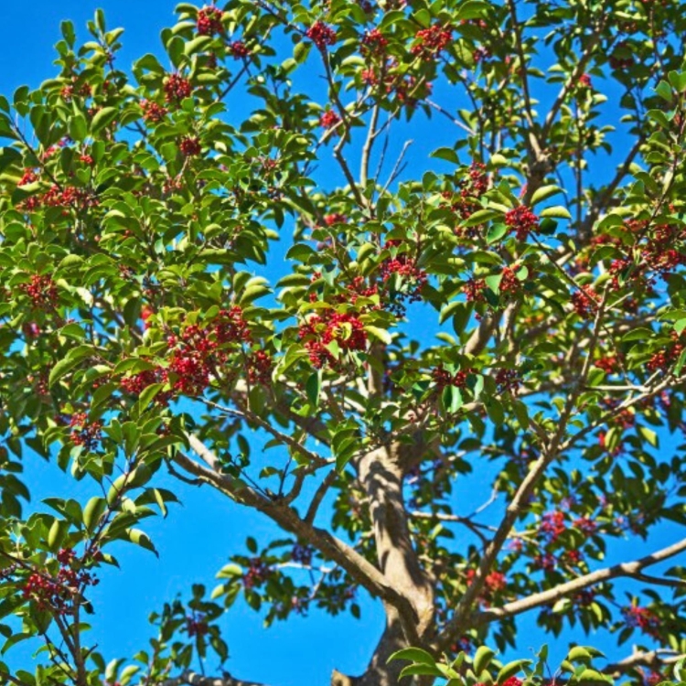 Nasiona-Yerba-Mate-ilex-Paraguariensis.jpg