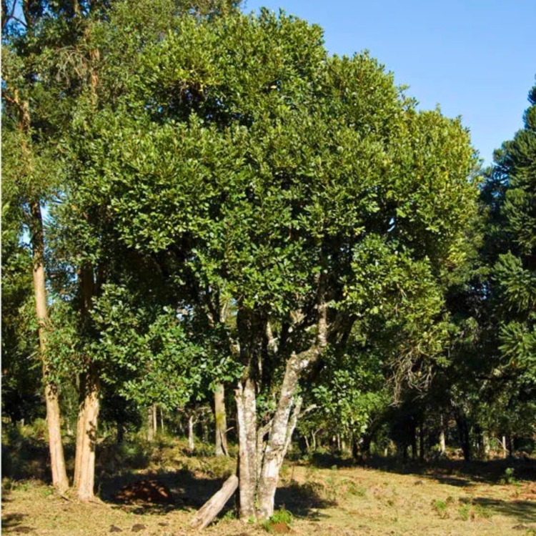 Nasiona-Yerba-Mate-ilex-Paraguariensis.jpg